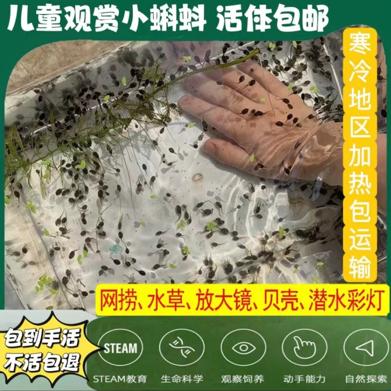 小蝌蚪活物牛蛙蝌蚪苗儿童观察宠物活体 青蛙蝌蚪水族宠物送饲料 - 图2