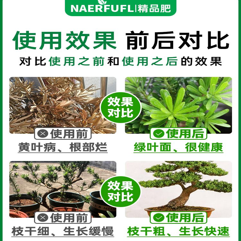 雀舌罗汉松盆景树桩花卉盆景室内盆栽庭院绿植花卉盆栽创意造型树