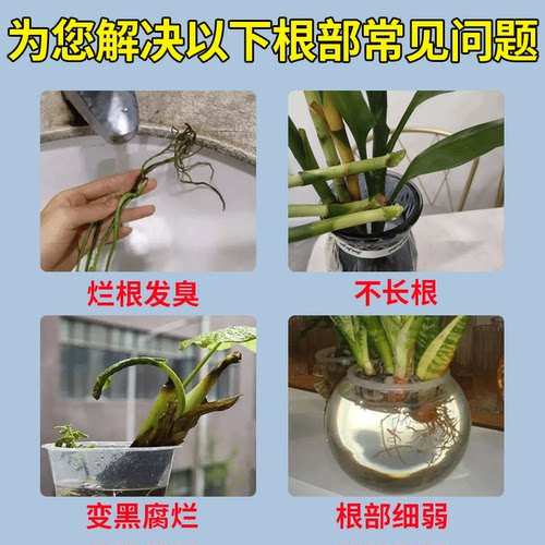 富贵竹生根粉水培菌肥强力生根壮苗水培植物扦插移栽通用型水溶肥 - 图1