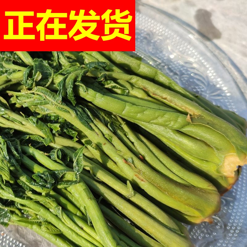 新鲜新货农家手工腌制香椿芽咸菜头茬香椿头新鲜香椿腌制嫩香椿包 - 图2