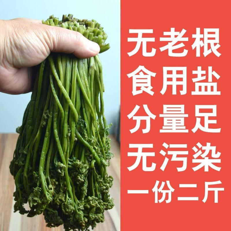 长白山新腌制咸蕨菜东北山野菜农家无水净重2斤无老根白山-图2