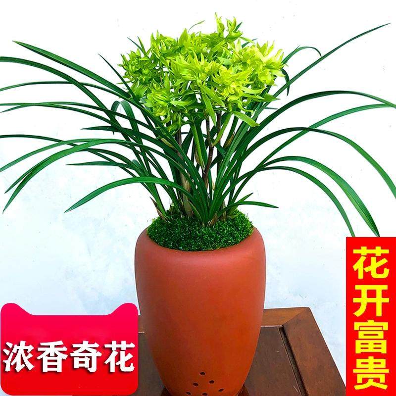 带花苞兰花苗【花开富贵】名品浓香型春兰奇花兰花苗室内盆栽植,淘宝优惠券,粉丝福利购,淘宝优惠卷