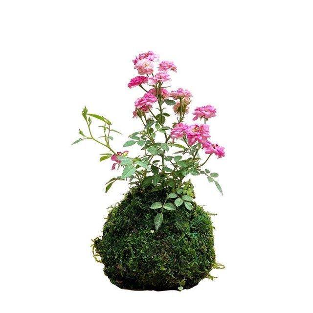 带花苞开花四季迷你超微型月季苔藓球玫瑰姬月季阳台桌面绿植花卉,淘宝优惠券,粉丝福利购,淘宝优惠卷