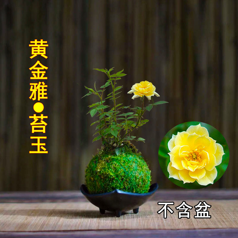 带花苞开花四季迷你超微型月季苔藓球玫瑰姬月季阳台桌面绿植花卉,淘宝优惠券,粉丝福利购,淘宝优惠卷