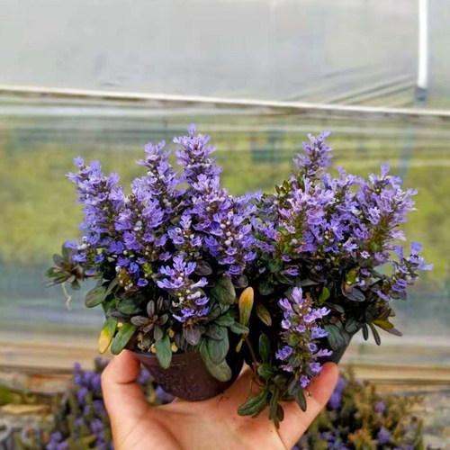 带花苞姬十二单单筋骨草日本山野草巧克力色叶蓝花植物耐寒耐热 - 图0