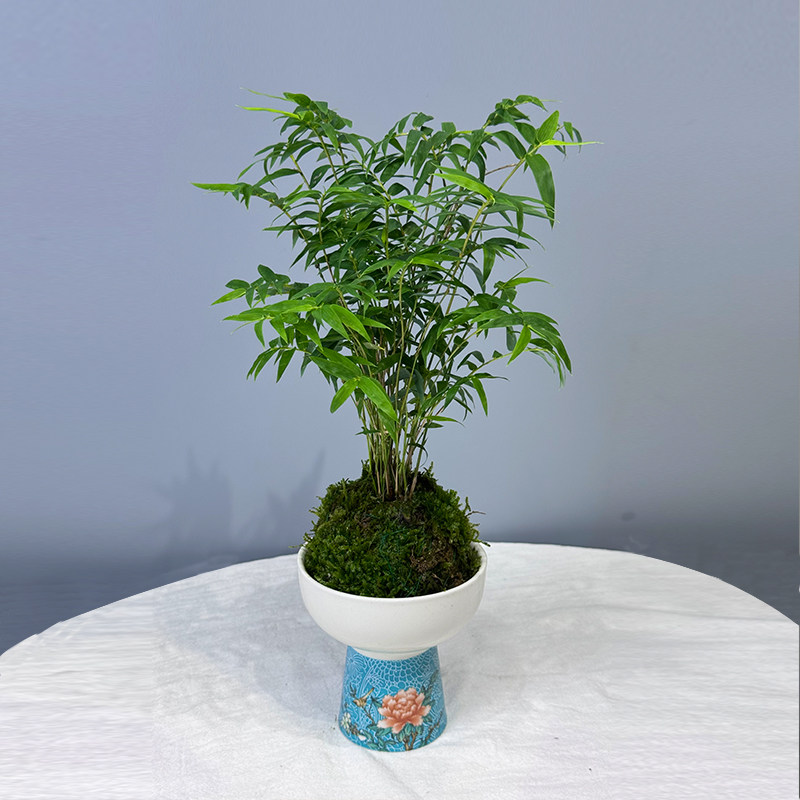 矮种米竹水培苔藓球红观音竹植物室内盆栽微盆景竹观赏竹四季常青,淘宝优惠券,粉丝福利购,淘宝优惠卷