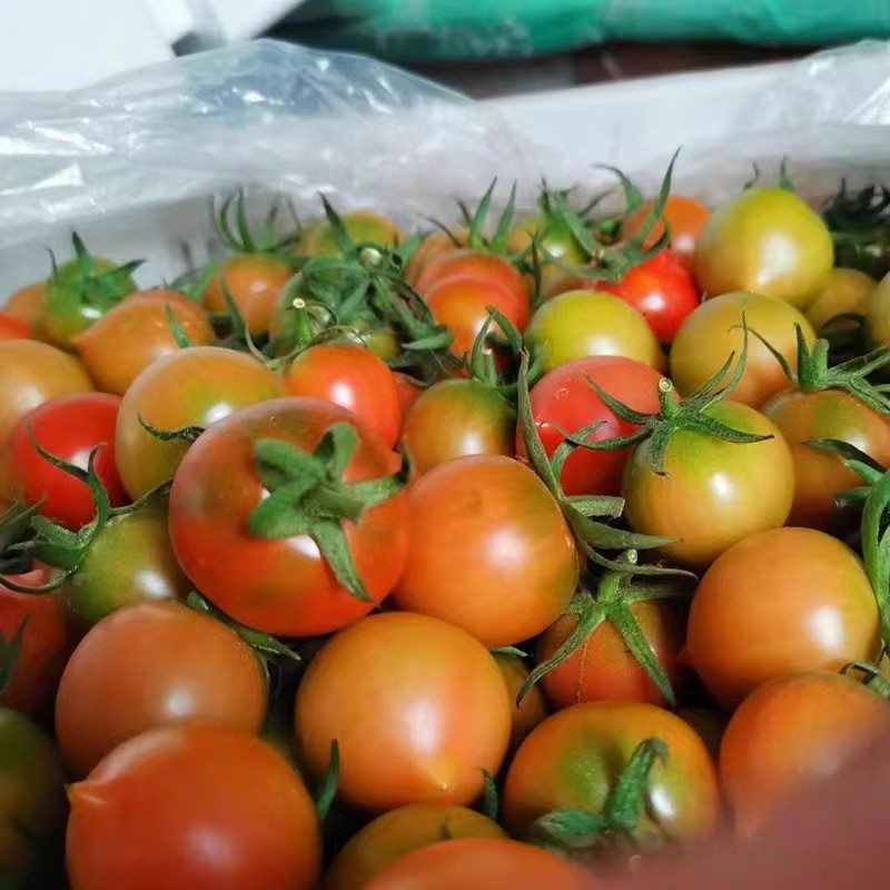 福建春桃柿子圣女果小番茄现摘草莓铁桃西红柿新鲜自然熟柿子水果,淘宝优惠券,粉丝福利购,淘宝优惠卷