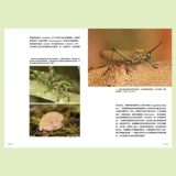 Подлинные на складе красочные прямокрылые насекомые Кан Ле Лю Чуньсян У Чао Иллюстрированная научная энциклопедия насекомых Книжный магазин Straits