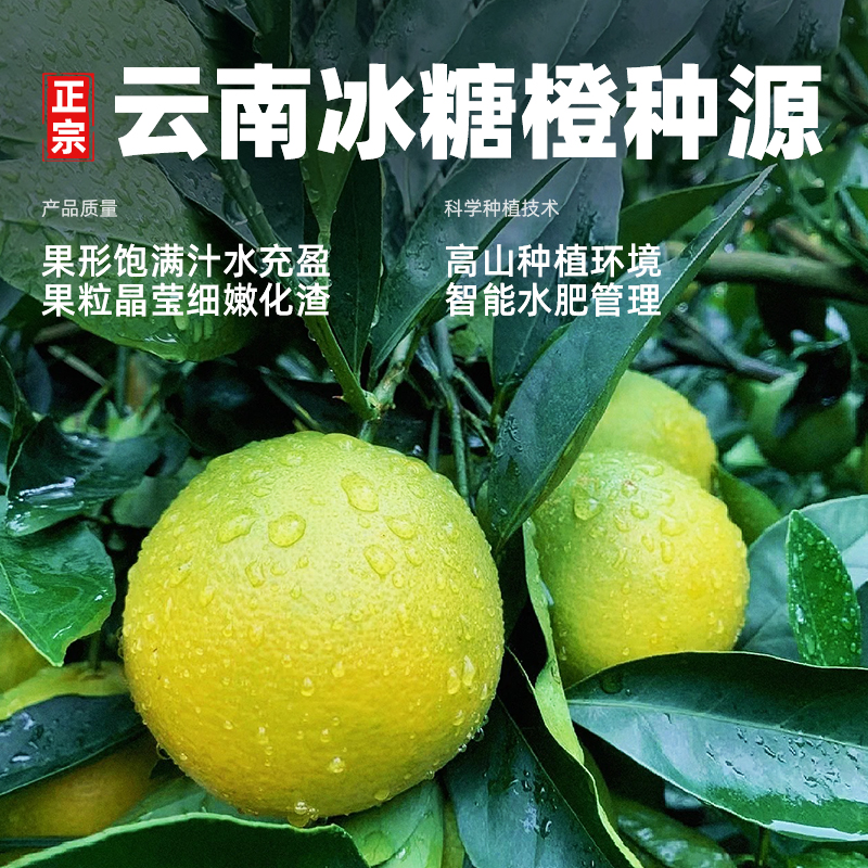 云南玉溪冰糖橙新鲜冰糖小橙子手剥橙当季果冻甜橙榨汁现摘包邮