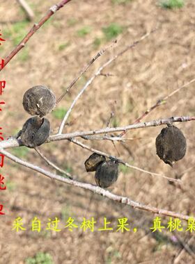 野生桃枭毛桃真正的桃枭原皮正宗毛桃核东南枝树上摘果恋枝桃桃奴