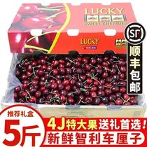 Chilean imported car centes 4jjj large cherry should season fresh fruit 10 catty of official flagship store gift box whole box