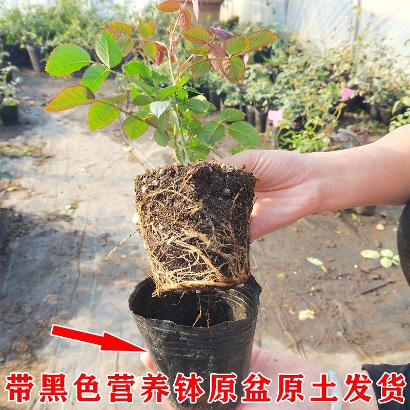 月季花苗爬藤开花植物特大花卉盆栽绿植四季玫瑰果汁阳台藤本蔷薇,淘宝优惠券,粉丝福利购,淘宝优惠卷