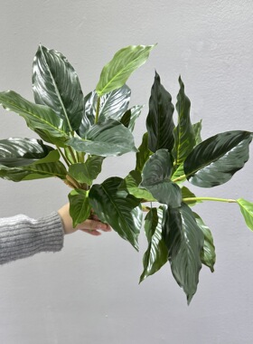仿真万年青假绿植地插盆栽植物家居装饰孔雀竹芋巴西铁叶鸟巢蕨叶