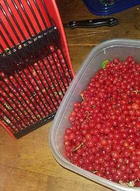 Super Practical Yellow Berry Picker Plastic Comb-shaped