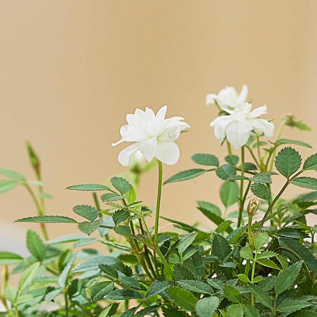 姬月季盆栽迷你月季花卉桌面绿植微型盆景办公室阳台开花植物好养 - 图1