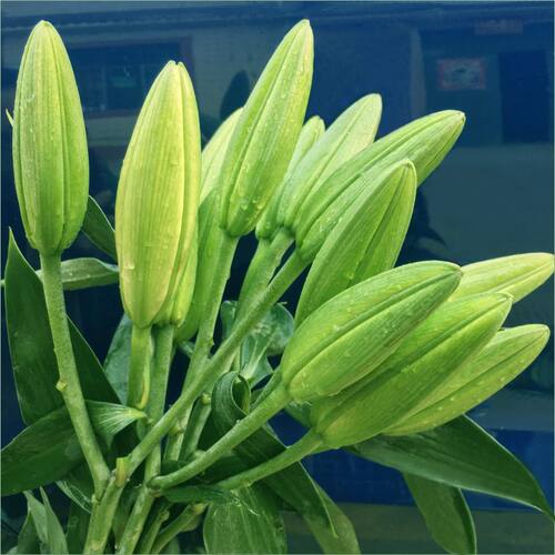 云南直发鲜花重瓣香水百合花混搭家用办公室花束水培插花基地直发 - 图1
