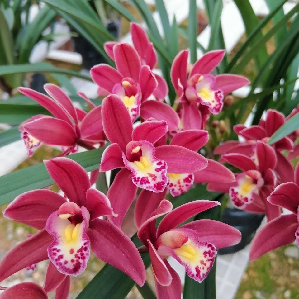 【红双喜】兰花苗净味花卉好养活阳台绿植盆栽蕙兰兰花盆栽,淘宝优惠券,粉丝福利购,淘宝优惠卷