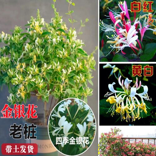 金银花树苗食用树形四季浓香型黄白盆栽老桩爬藤植物阳台庭院绿植 - 图1