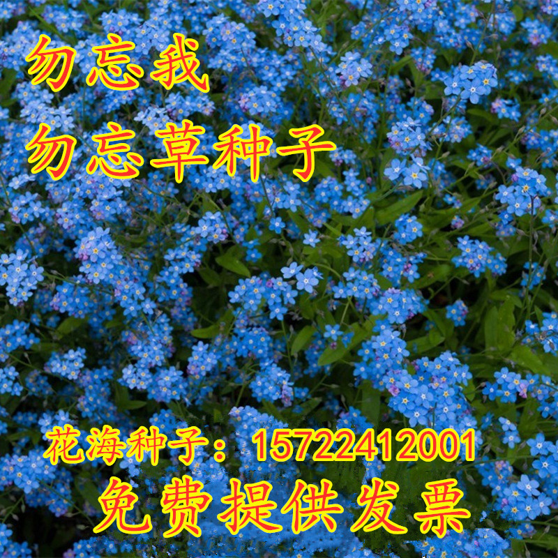 蓝色勿忘我种子四季花种子种易活花籽耐寒勿忘草种子庭院室外花种 - 图0
