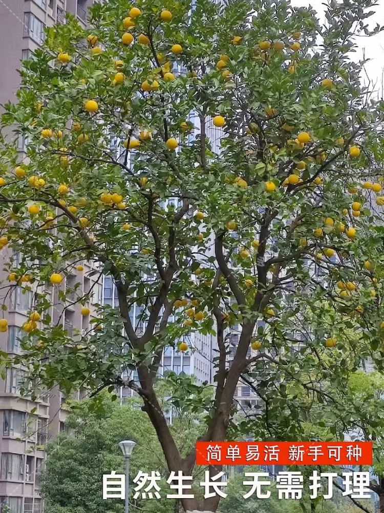 枸橘种子小叶香橙四川红桔柠檬嫁接柑桔沙糖桔沃柑脐橙积壳枳壳籽 - 图3