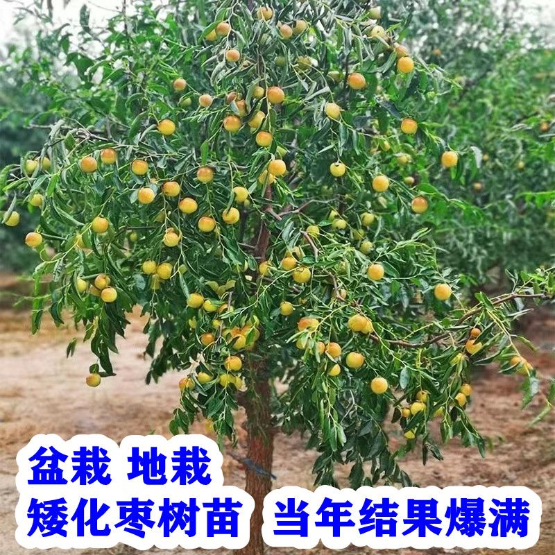 枣树活苗嫁接特大枣树苗沾化冬枣二代南方北方庭院种植当年结果苗-图0