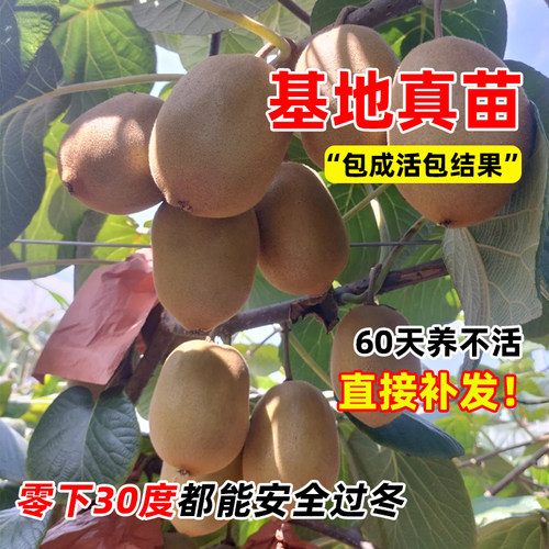 猕猴桃树果苗公母同株红心猕猴桃苗徐香嫁接水果树果苗南北方种植 - 图3