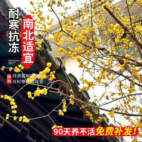 正宗腊梅花树苗庭院地栽耐寒冬季花卉植物阳台浓香型高杆老桩蜡梅 - 图0