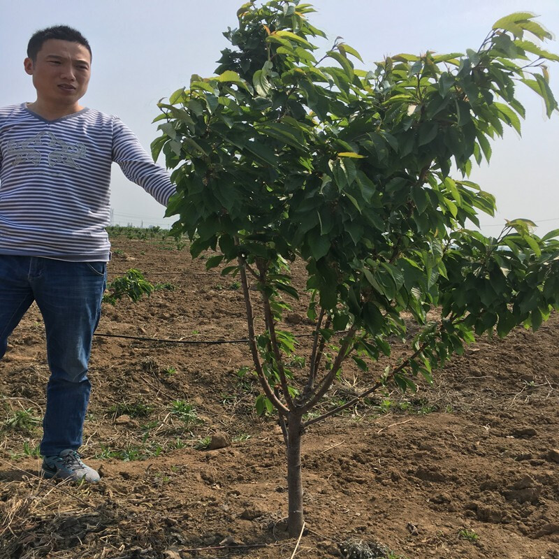 樱桃树苗车厘子树苗南方种植盆栽庭院果树北方矮化樱桃树当年结果 - 图1