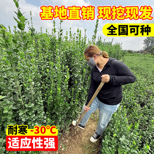 围墙篱笆植物大叶北海道黄杨苗冬青树苗四季常青耐寒庭院绿篱树苗 - 图2