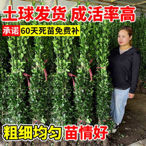 围墙篱笆植物大叶北海道黄杨苗冬青树苗四季常青耐寒庭院绿篱树苗 - 图3
