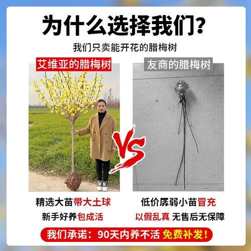 正宗腊梅花树苗庭院地栽耐寒冬季花卉植物阳台浓香型高杆老桩蜡梅 - 图3