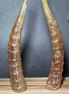 外蒙天然羚羊血丝整根羊角手把件