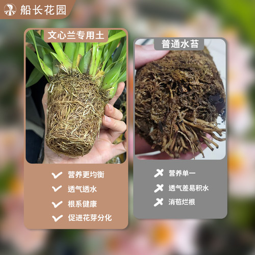 文心兰专用土毛毛虫水苔蝴蝶兰石斛发酵松树皮混合植料颗粒兰花土 - 图1