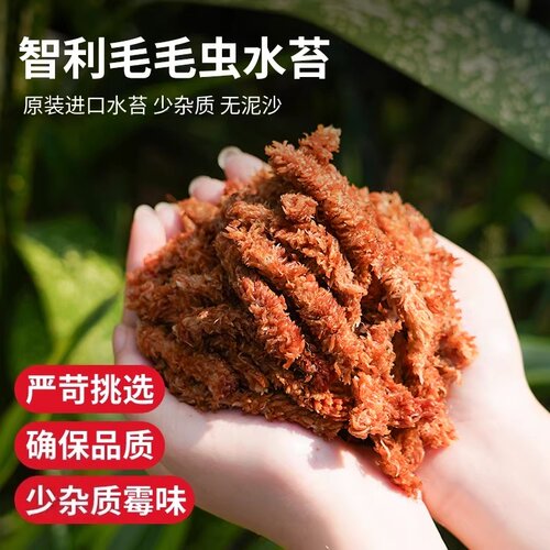 智利进口毛毛虫水苔七星干苔藓蝴蝶兰花专用土基质乌龟冬眠垫材 - 图1