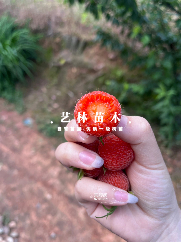 大果波尔卡双季红树莓苗盆栽覆盆子果树苗南北方地栽种植当年结果 - 图2