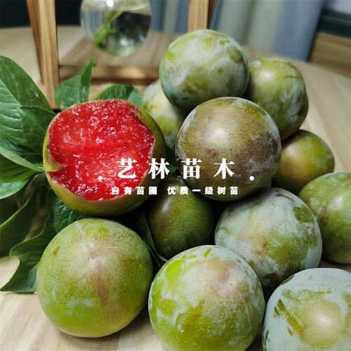 特大青皮红心李子树苗味帝李子苗嫁接脆甜脱骨南方北方种植盆地栽 - 图0