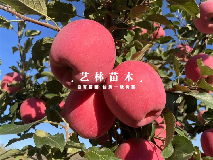 特大静宁红富士脆甜苹果树苗嫁接苹果苗南方北方盆栽地栽当年结果 - 图1