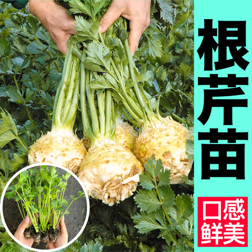 寿光根芹苗秧春秋四季盆栽高产蔬菜籽皇后西芹种子耐寒茎叶可食用 - 图0