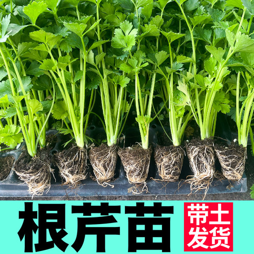 寿光根芹苗秧春秋四季盆栽高产蔬菜籽皇后西芹种子耐寒茎叶可食用 - 图2