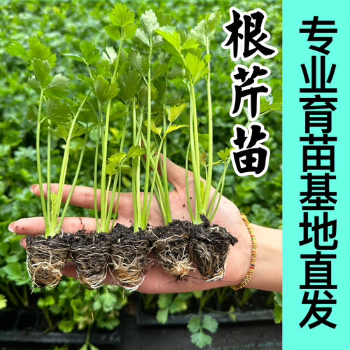 寿光根芹苗秧春秋四季盆栽高产蔬菜籽皇后西芹种子耐寒茎叶可食用 - 图1