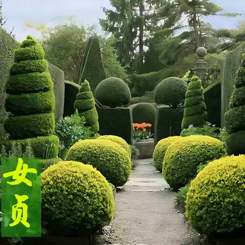 小叶女贞球独杆棒棒糖亮晶女贞耐寒庭院地栽别墅四季常青绿篱笆墙 - 图2