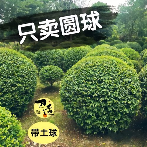 小叶女贞球独杆棒棒糖亮晶女贞耐寒庭院地栽别墅四季常青绿篱笆墙 - 图0