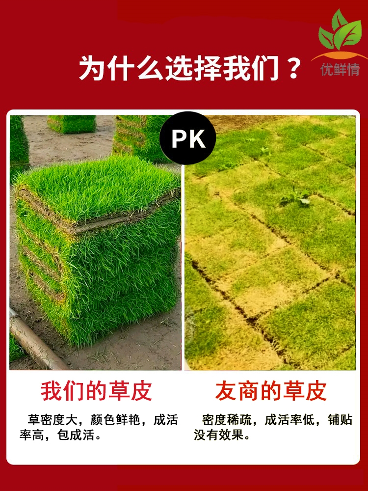 草坪草皮真草带泥土马尼拉地毯草庭院绿化工程四季常青台湾草种籽-图1