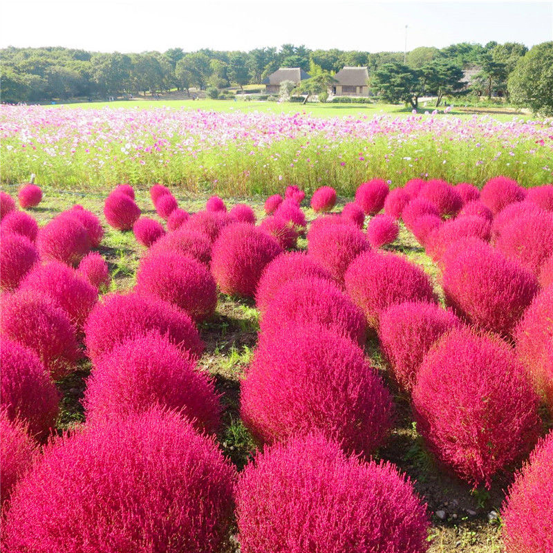 红叶地肤草种子绿叶地肤种子盆栽景观花海地麦铁扫帚苗籽子菜种子 - 图0