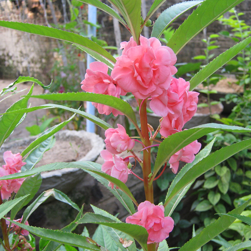 胭脂花单瓣凤仙花种子指甲花室内阳台盆栽庭院易活四季花卉种籽孑-图1