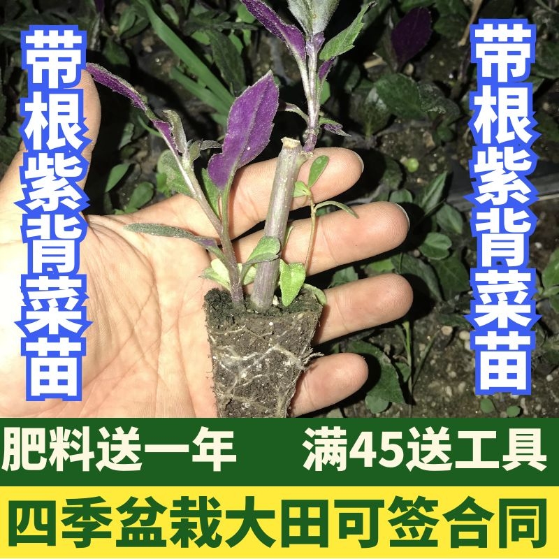 紫背菜苗紫背天葵种苗观音菜秧苗血皮菜苗蔬菜苗辣椒苗番茄苗秧子 - 图0