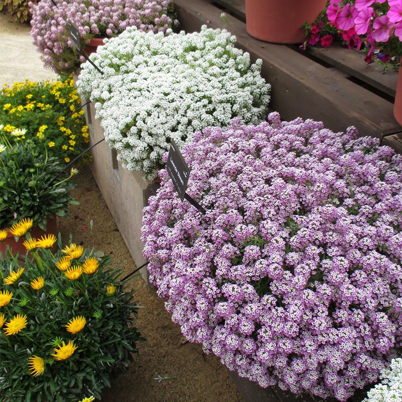 香雪球种子玉蝶球芳香庭芥花籽多年生花坛室内外阳台盆栽春秋季播,淘宝优惠券,粉丝福利购,淘宝优惠卷