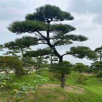 Black Pine Styling Scenic Tree Outdoor Large Villa Park Courtyard All Season Evergreen Seedlings Big Saplings Greet Guests Pine
