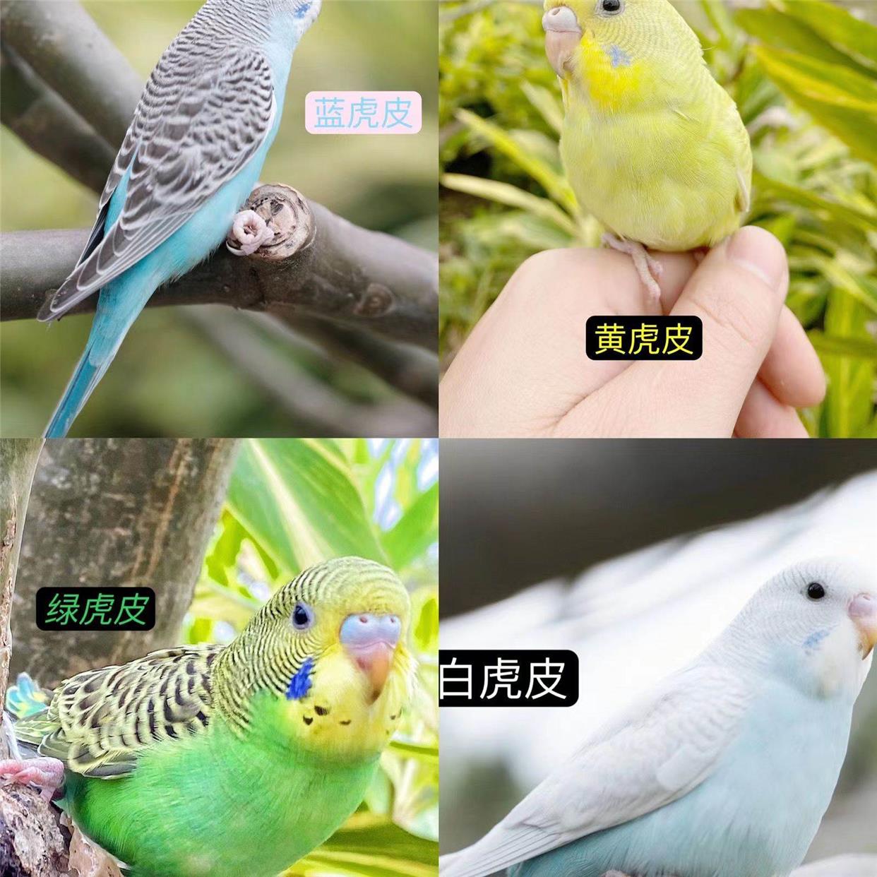 虎皮鹦鹉活鸟中小型会说话的宠物鸟活物手养玄凤幼鸟小鸟活体鸟笼,淘宝优惠券,粉丝福利购,淘宝优惠卷