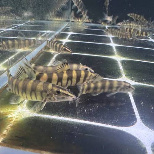 壮体沙鳅原生冷水清洁鱼溪流翻沙龙丁鱼缸底层鱼吃残渣鱼粪工具鱼 - 图2